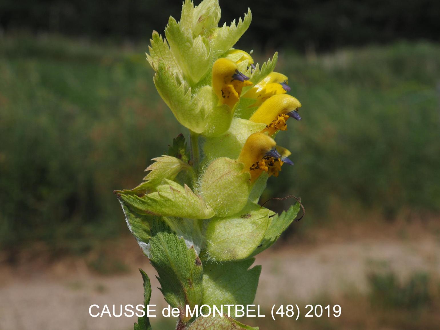 Yellow Rattle, European